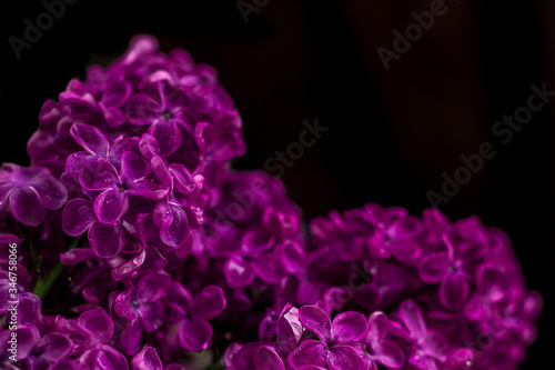 branch of lilac, lilac branch on a black background, purple lilac