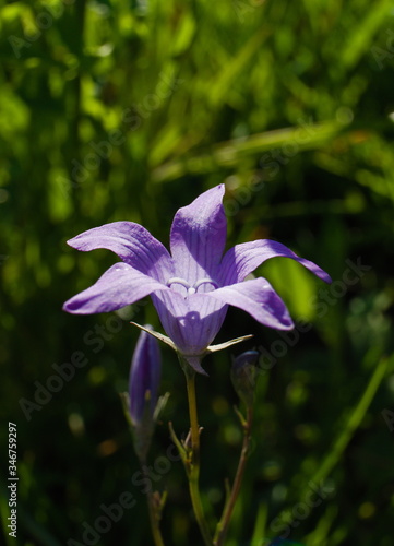 Isolated wild violet flower known as preading bellflower, in a warm day of spring, scientific name Campanula patula photo