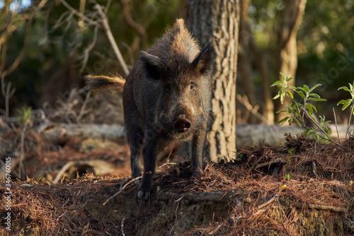 European wild boar about to attack in the Sierra de las Nieves in Malaga. Spain