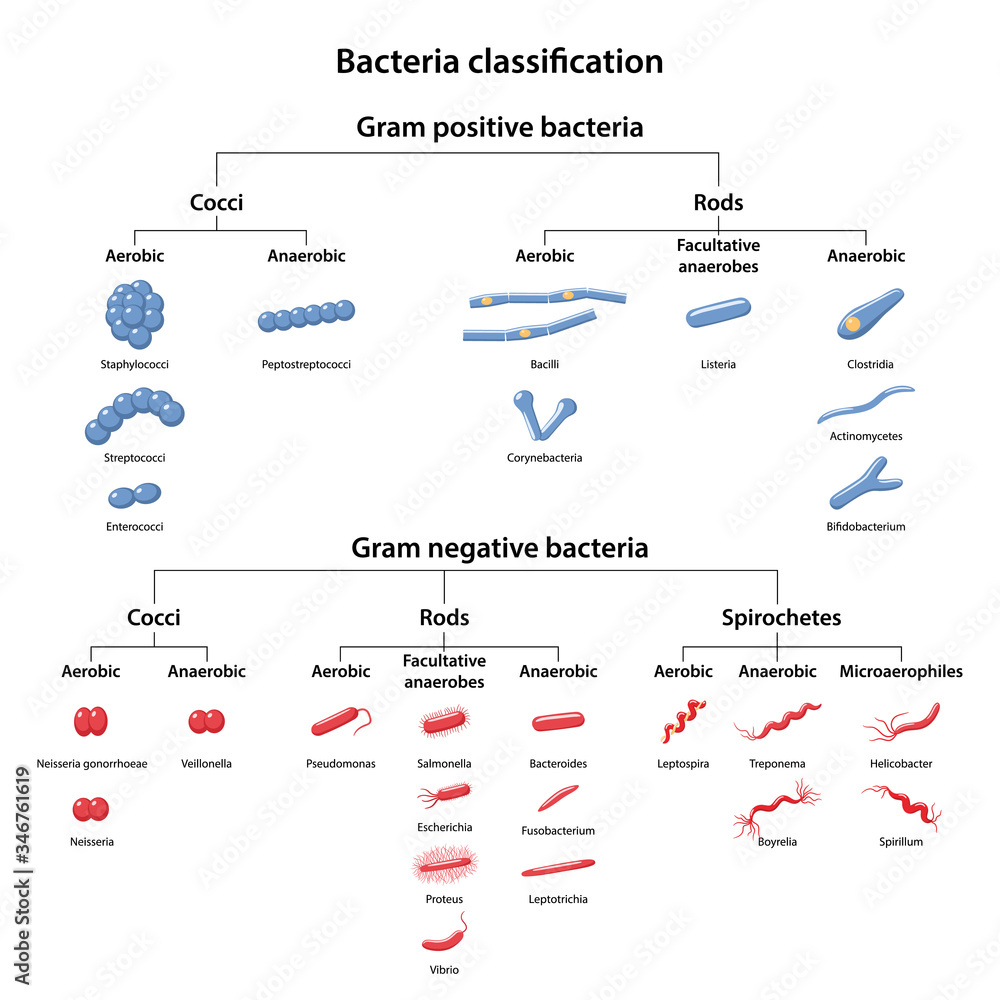 FotoMural Classification of bacteria by type of respiration: aerobic ...