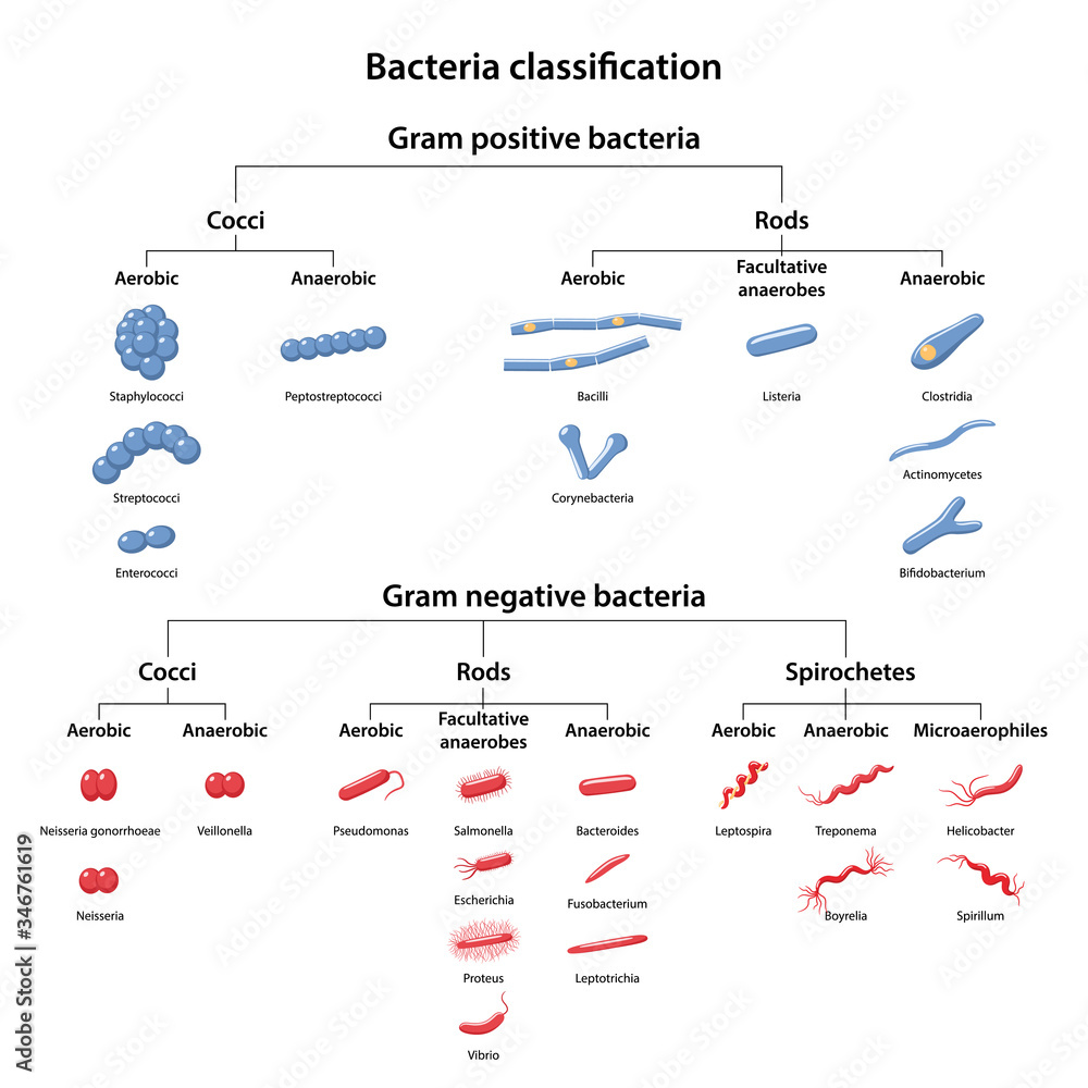 Anaerobic Vs Aerobic Bacteria