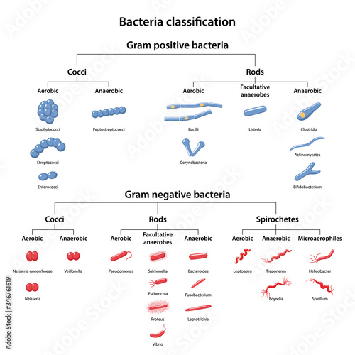 Classification of bacteria by type of respiration: aerobic, anaerobic and facultative anaerobes. Microbiology. Gram-positive and gram-negative bacteria. Vector illustration in flat style photo