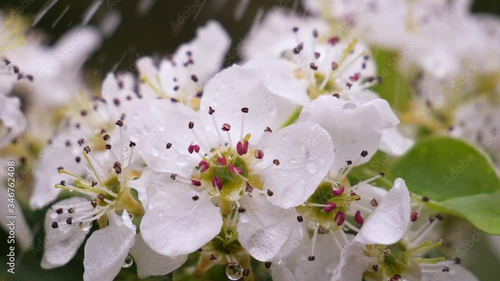 Cherry flowers with raindrops Cherry flowers with raindrops