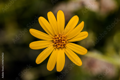 Yellow Flower with blur background