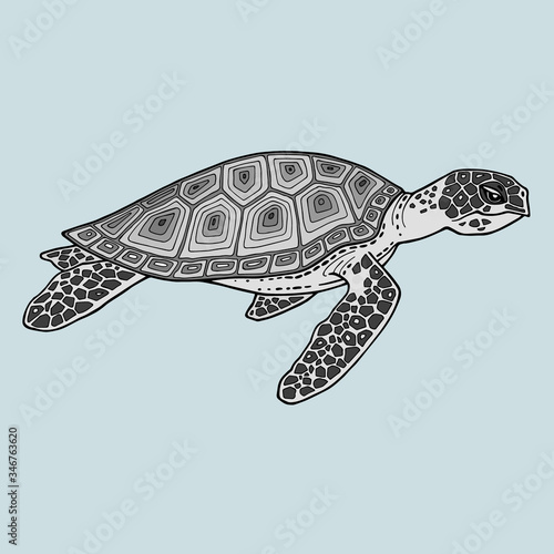 Realistic detailed image sea tortoise isolated on grey background. Turtle in motion, side view. On the shell mosaic pattern with gradient fill. Traces of moss and stones on the neck, head and fins.