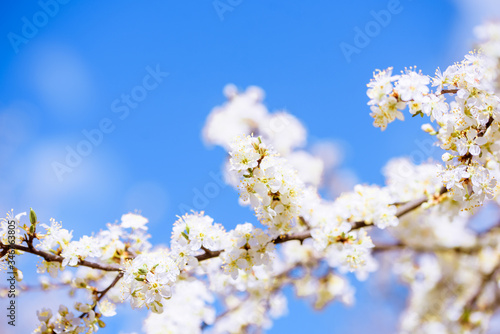 Floating and flying petals of blooming cherry. Leaves fall from a tree against a blue sky. White flowers. beautiful spring card