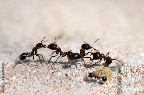Black ants fight. Warriors for survival © Vastram