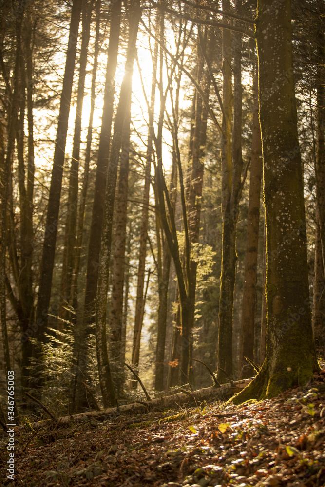 forest in the morning fog forest in the morning fog
