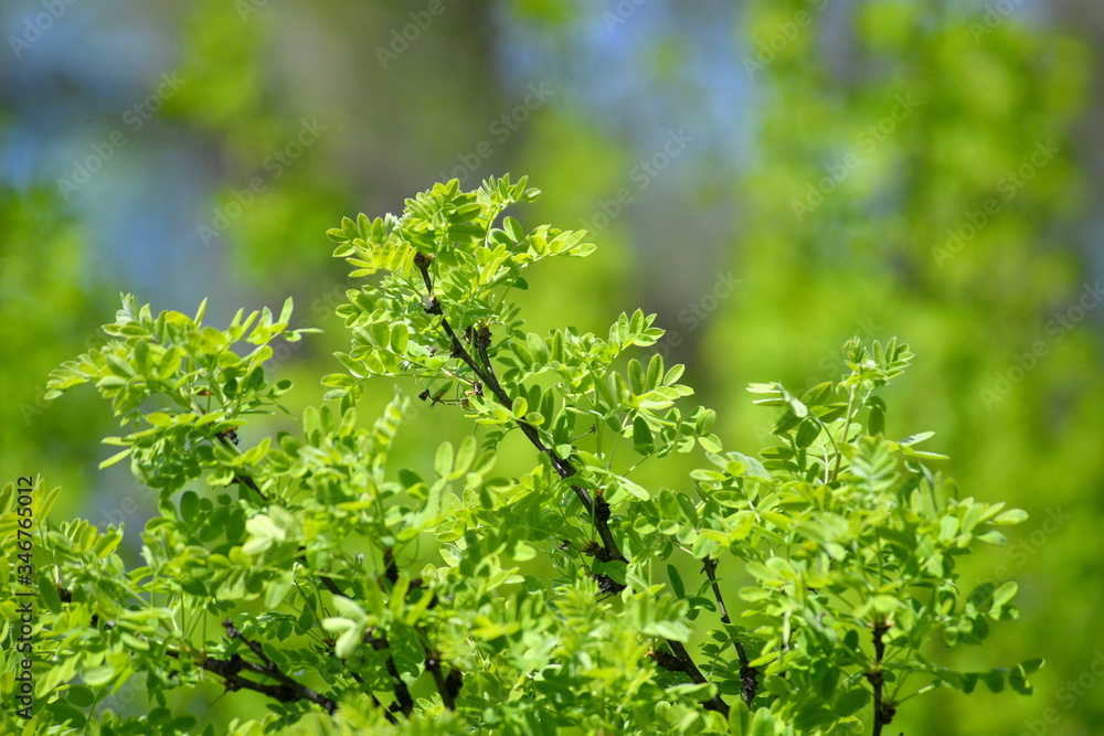 green branches, leafing, green background, green, tree, spring green branches, leafing, green background, green, tree, spring