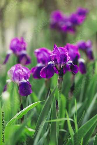 Beautiful purple Iris flowers in the spring garden.