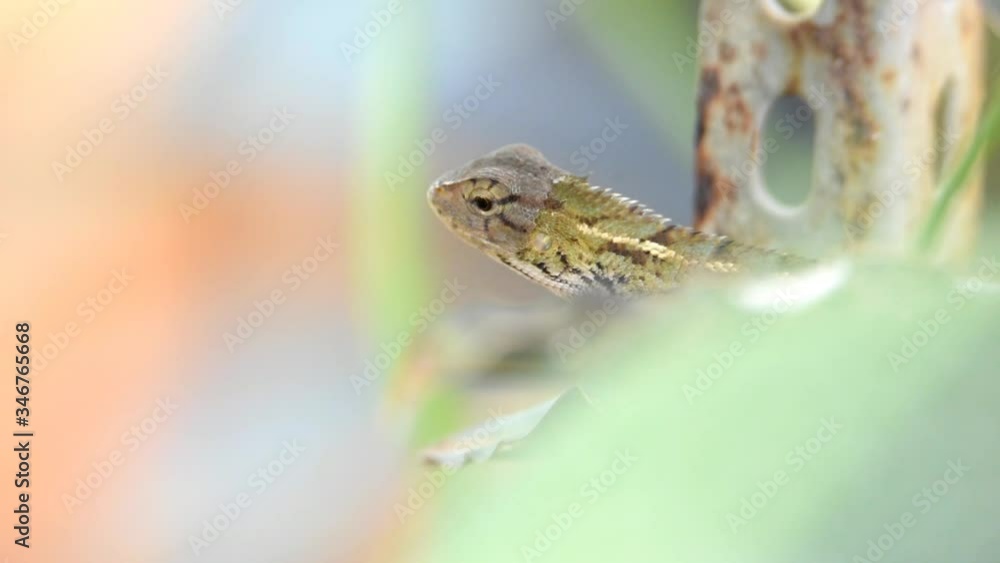 chameleon lizards are brown with black striped rough skin that is textured like a long-tailed snake legged shell
chameleon lizards are brown with black striped rough skin that is textured like a long-tailed snake legged shell