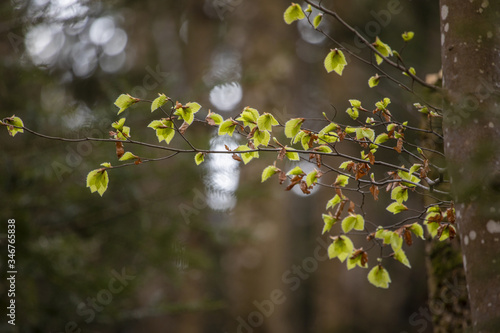 green leaves in the spring