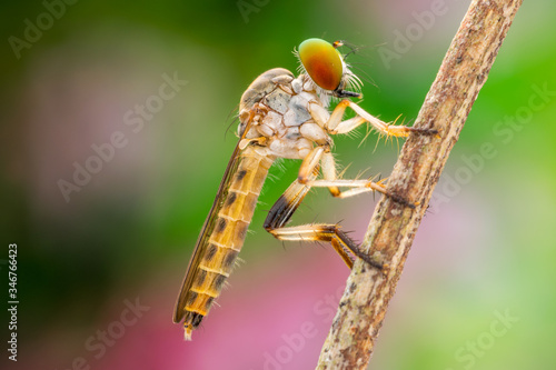 nature Robberfly Portrait  photo