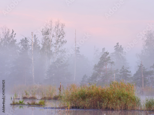 Misty Autumn morning in a marsh lake with forest in the background