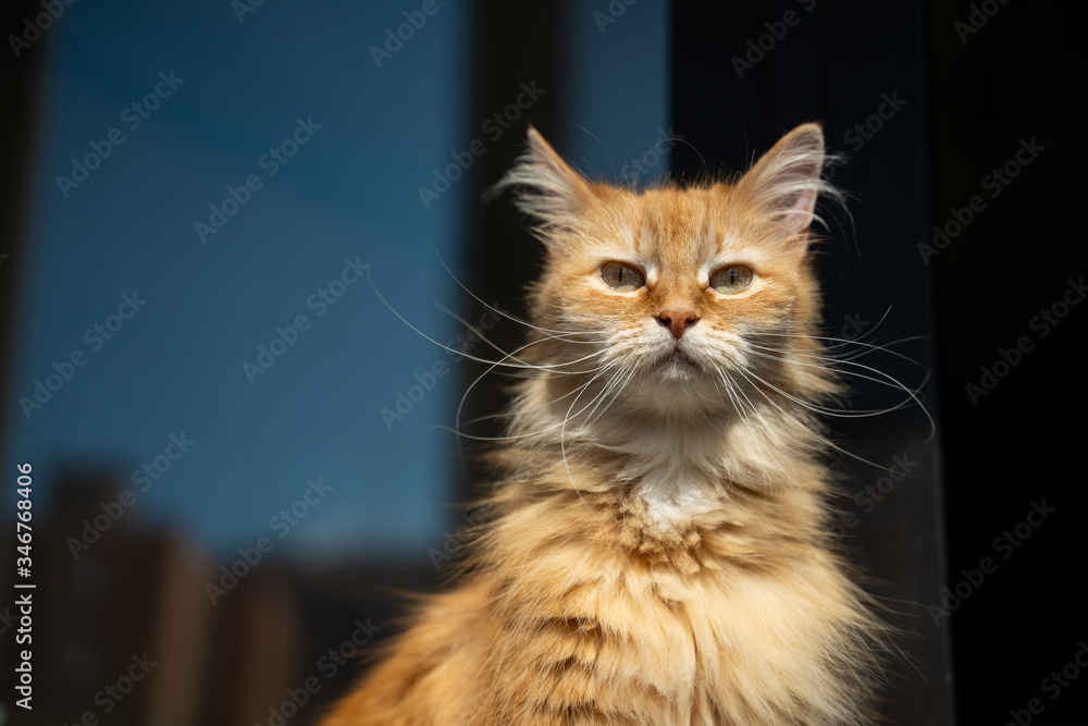 portrait of a cute ginger cat at home in the sun