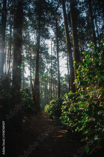 The sun in the morning with the nature  forests and coffee trees.