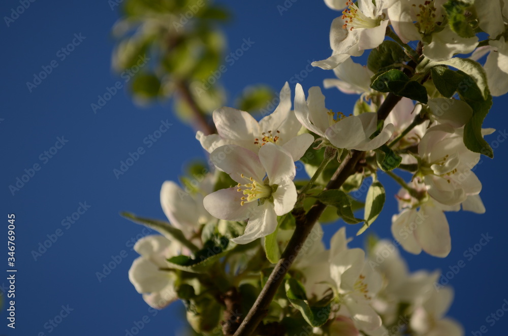 apple blossoms in spring on white background apple blossoms in spring on white background