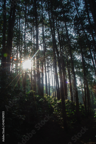 The sun in the morning with the nature, forests and coffee trees.