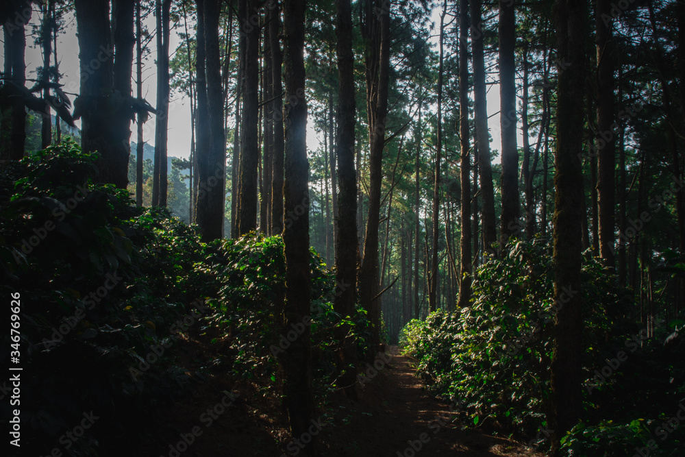 The sun in the morning with the nature, forests and coffee trees. The sun in the morning with the nature, forests and coffee trees.