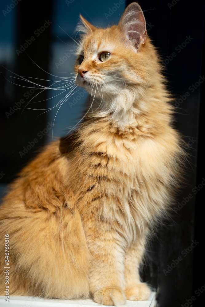 portrait of a cute ginger cat at home in the sun