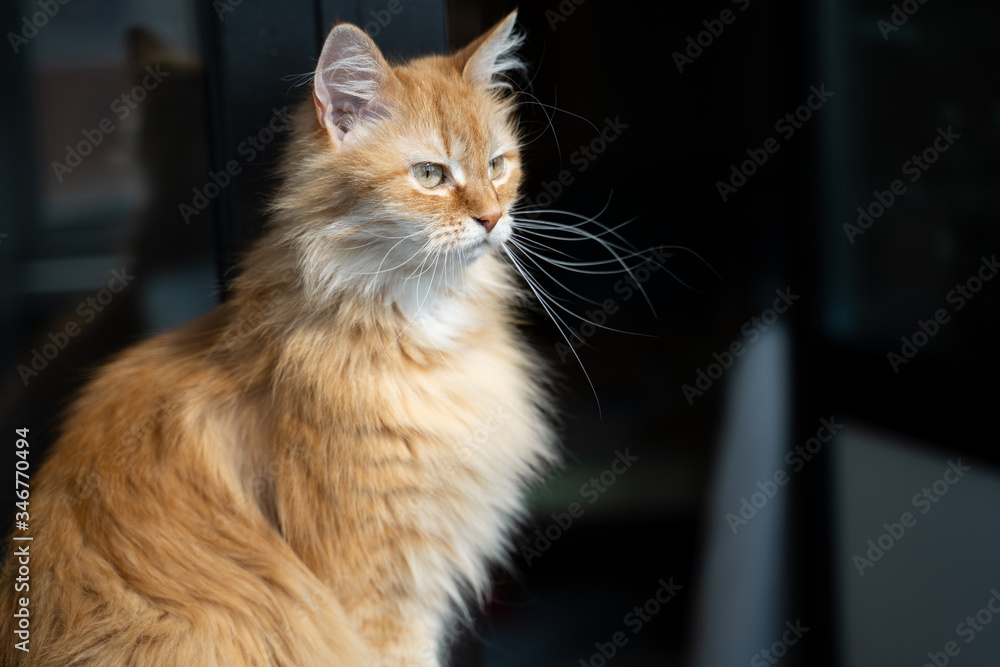 portrait of a cute ginger cat at home in the sun