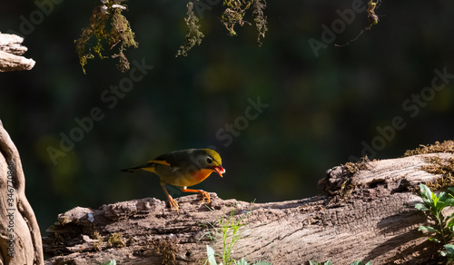 Red-billed leiothrix bird with food in the beak.