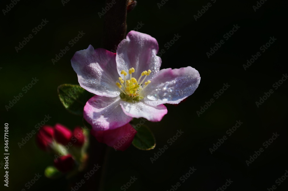 apple blossoms in spring on white background apple blossoms in spring on white background