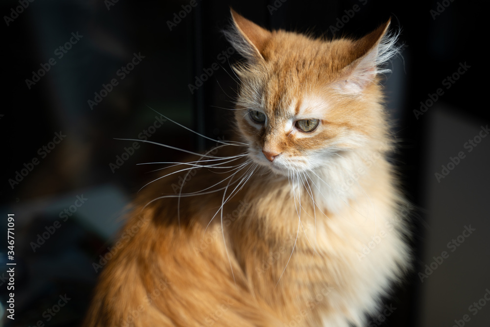portrait of a cute ginger cat at home in the sun
