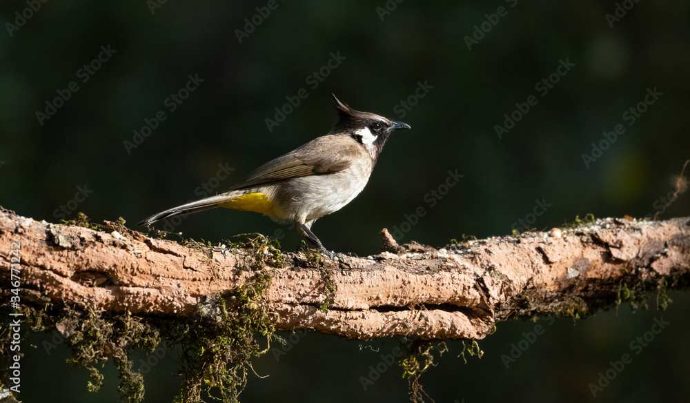 Obraz premium Himalayan Bulbul bird photographed in Sattal