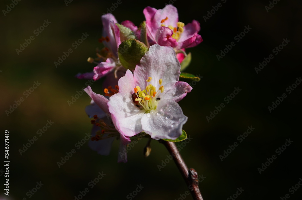 Obraz premium apple blossoms in spring on white background