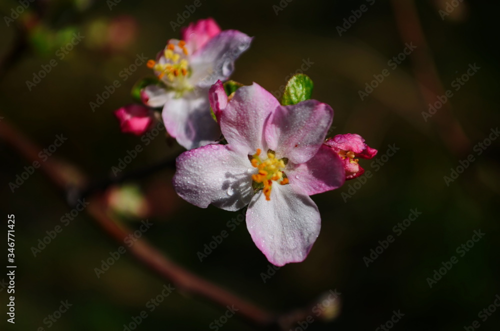 apple blossoms in spring on white background