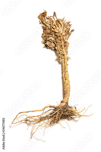 Dried overgrown cabbage plant