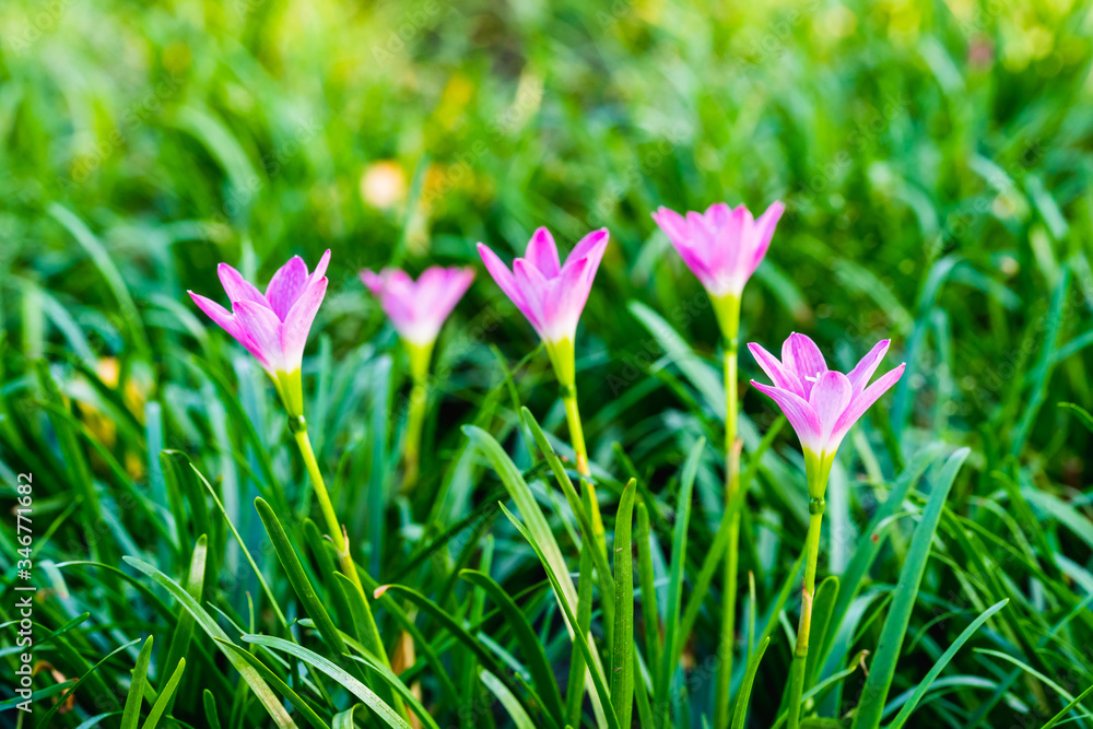 Purple crocus on green grass Purple crocus on green grass