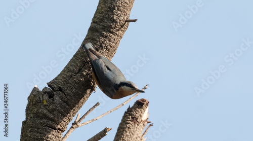 Chestnut bellied nuthatch (Sitta cinnamoventris) on tree at Sattal photo