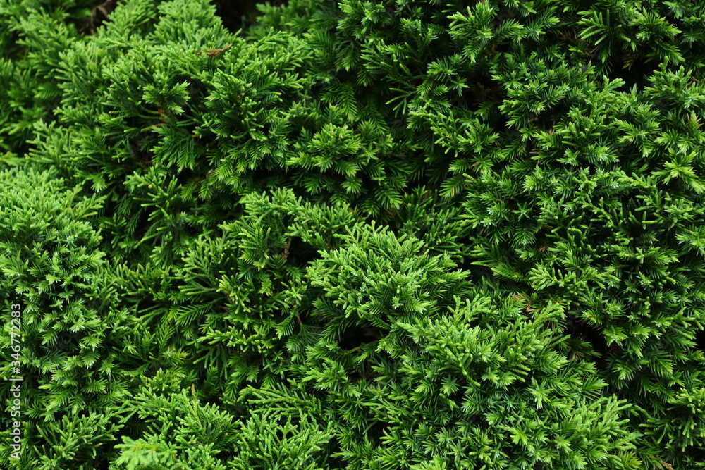 green pine tree in nature green pine tree in nature