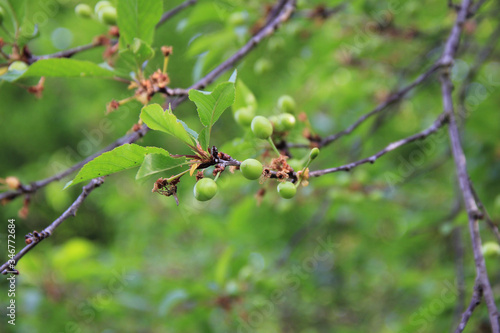 Green unripe Sour cherriy fruits growing on branch on springtime. Prunus cerasus tree in the orchard
