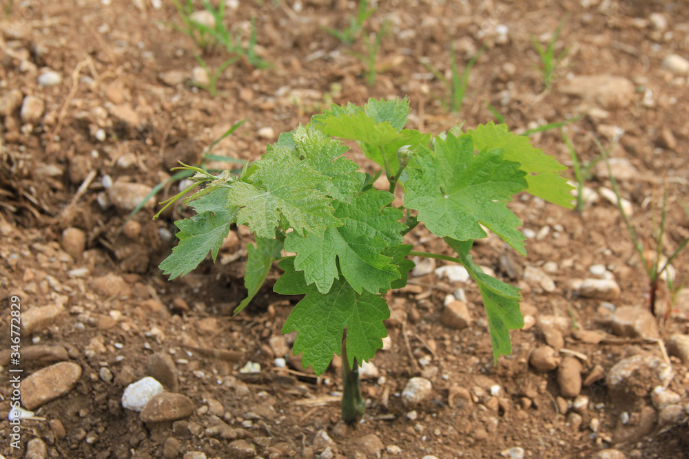 Young fresh Vine plants growing in the field on a sunny day. Vitis vinifera cultivation
Young fresh Vine plants growing in the field on a sunny day. Vitis vinifera cultivation