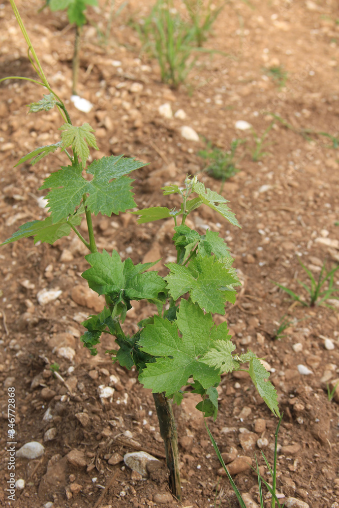 Young fresh Vine plants growing in the field on a sunny day. Vitis vinifera cultivation
Young fresh Vine plants growing in the field on a sunny day. Vitis vinifera cultivation