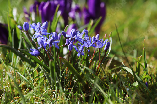 blue scilla