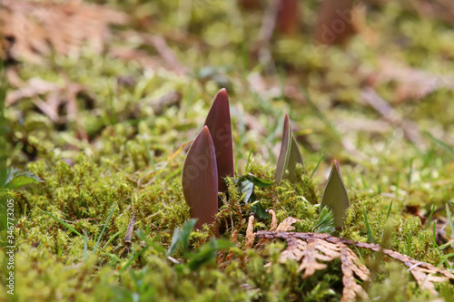 first tulip shoots