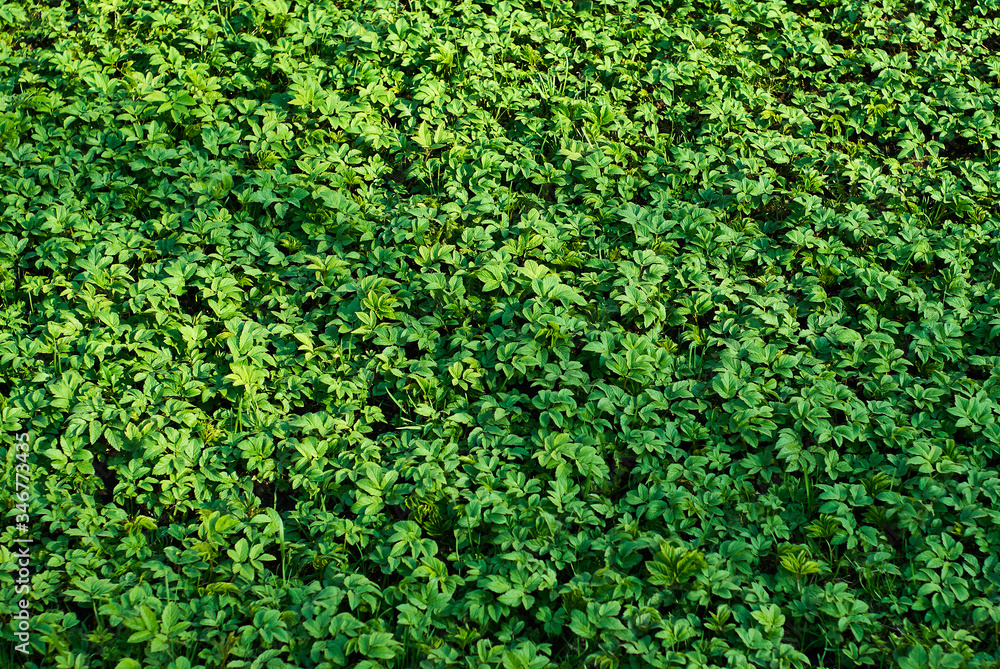 background - young spring vegetation background - young spring vegetation