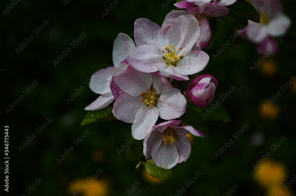 apple blossoms in spring on white background apple blossoms in spring on white background