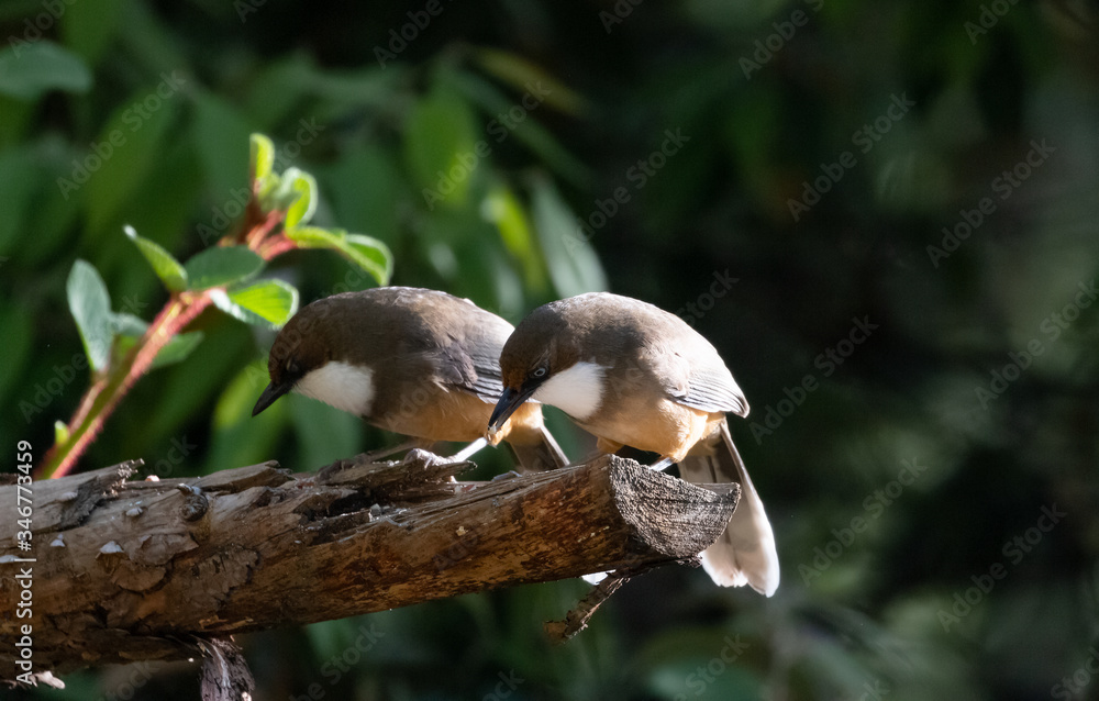 White Throated Laughing Thrush bird photographed in Sattal, Uttarakhand, India White Throated Laughing Thrush bird photographed in Sattal, Uttarakhand, India