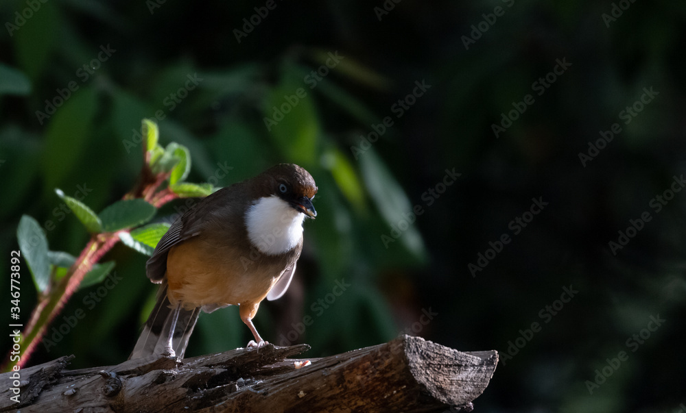 Obraz premium White Throated Laughing Thrush bird photographed in Sattal, Uttarakhand, India