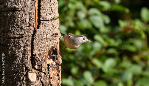 Beautiful bird, Blue-winged Minla (Siva cyanouroptera) minla, also known as the blue-winged Siva, is a species of bird in the family Leiothrichidae. photo