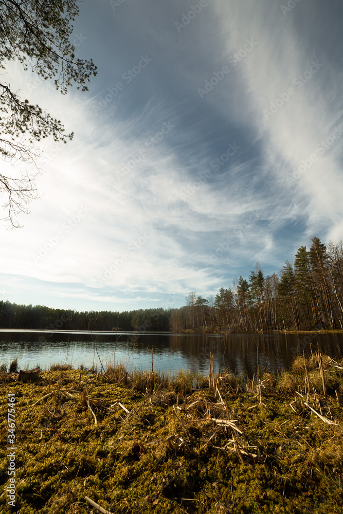 Pine forest and lake in Russia