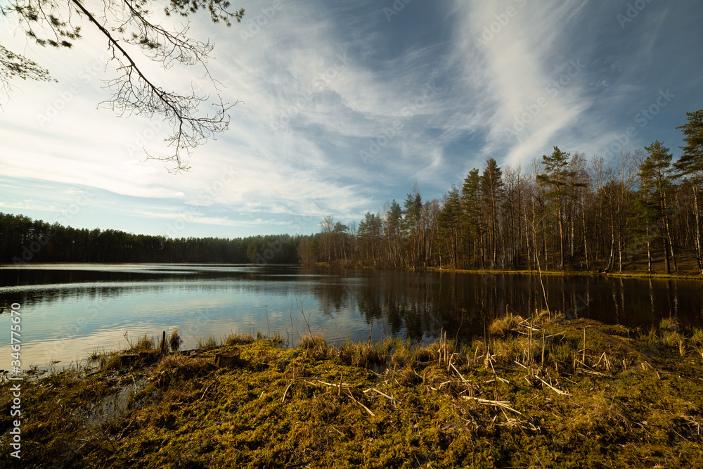 Pine forest and lake in Russia