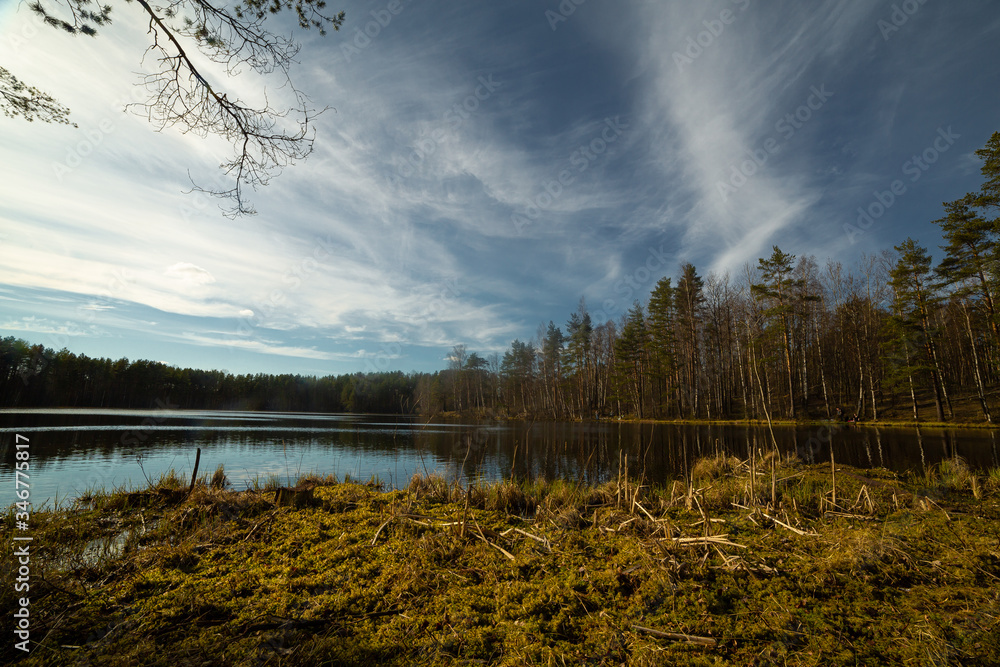 Pine forest and lake in Russia