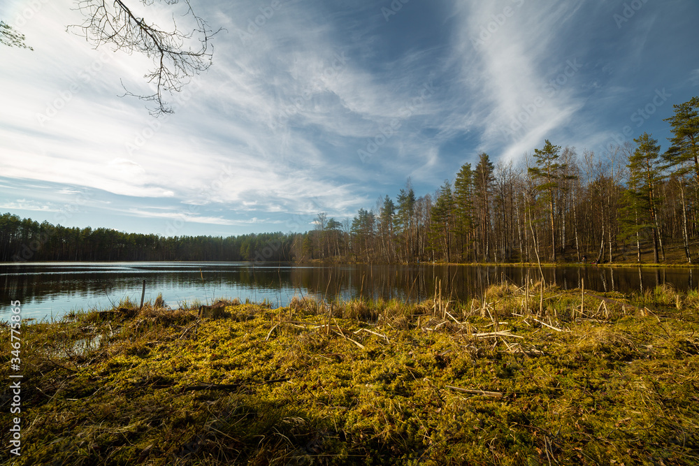 Pine forest and lake in Russia