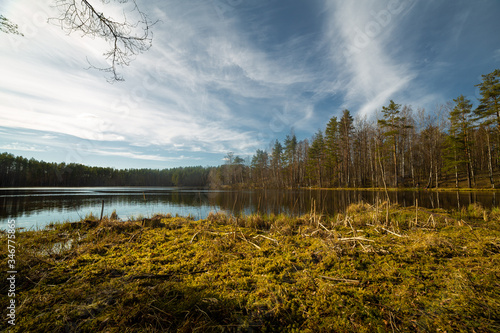 Obraz na płótnie Pine forest and lake in Russia w salonie